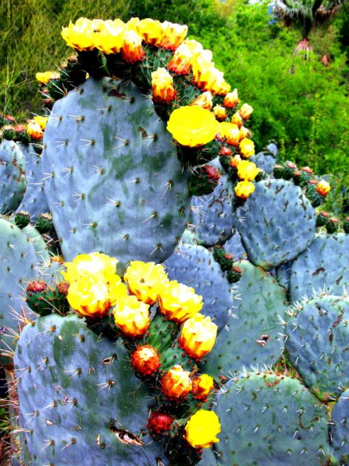 Cactus bloom